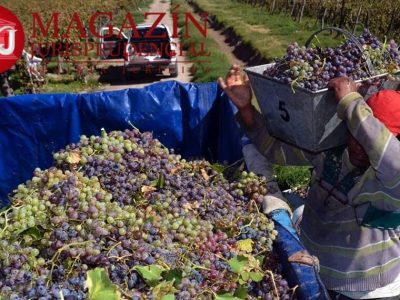 regionales-cosecha-uva-infocampo (1) (1)